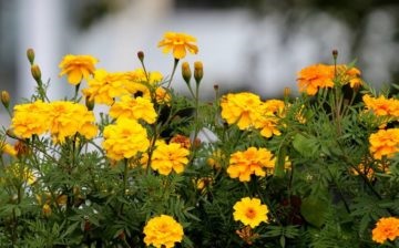 A takarmány körömvirág a bőséges virágzás, mint megtermékenyítő, és takarmány