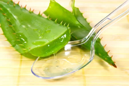 A hasznos aloe (aloe) (aloe) A hasznos aloe (Aloe)
