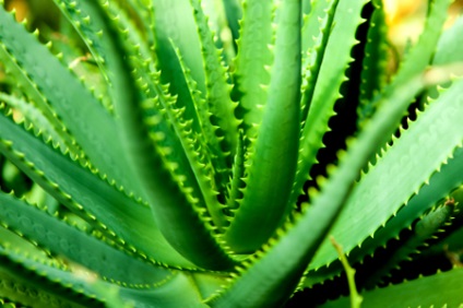 A hasznos aloe (aloe) (aloe) A hasznos aloe (Aloe)