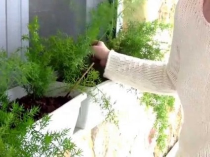 A öntözés kapor (podzimny kapormagolaj) A locsolás kapor