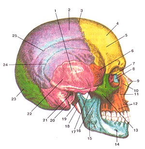 Skull - ez (a tárgy által létrehozott több száz) Skull - ez