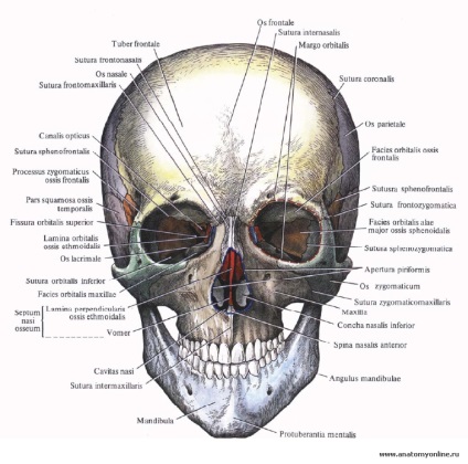 Skull - ez