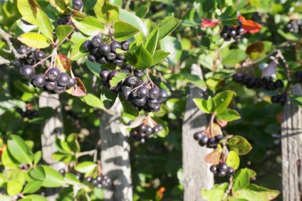 Chokeberry fajták termesztése és karbantartás