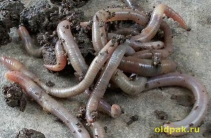 Vypolzok féreg (worm) A féreg vypolzok