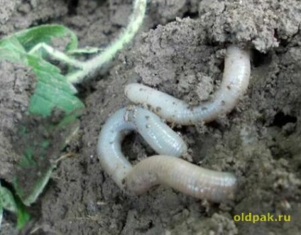 Vypolzok féreg (worm vypolzok) A féreg vypolzok