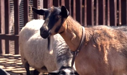 Cseh fajta kecske - leírás, képek és videó