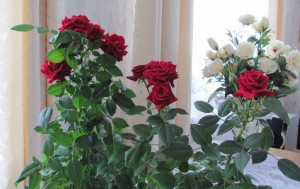 Mi köze az újonnan vásárolt otthon egy rózsa