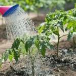 Mi talajtakarás és miért kell használni