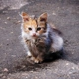 Mi rossz macskák kotohaus macskák, macska fajták, gondozása macska, macska képzés