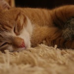 Mit jelent az, ha az álom etetés macskák