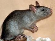 Pestis - egy veszélyes betegség (pestis) Pestis - egy veszélyes betegség