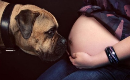 Ne kutyák érzik a szeretője terhesség