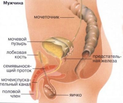 Hólyaghurut tünetei a férfiak és hogyan kell kezelni az emberek segítségével