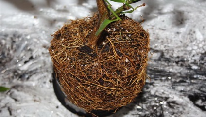 Tsitrofortunella szoba Calamondin transzplantációs és ápolási otthon, hogyan, hogy a víz