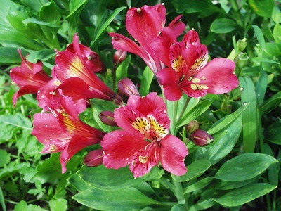 Alstroemeria virágok egy fotó, termesztése és gondozása a virág alstroemeria