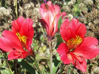 Alstroemeria virágok egy fotó, termesztése és gondozása a virág alstroemeria