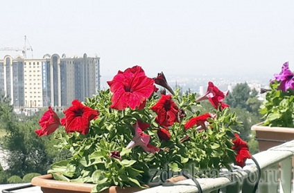 Virágok az erkélyen napos oldalán