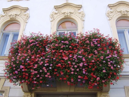 Virágot napos erkéllyel