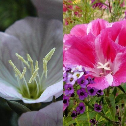 Flowers fotó godetsiya, telepítése és gondozása a virág a folyamat egyre növekvő