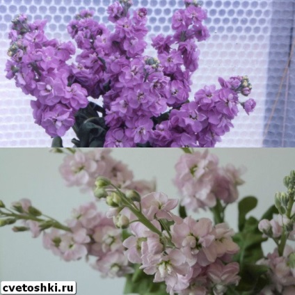 Virág Wallflowers évelő fajták a fotó, telepítése és gondozása növekvő