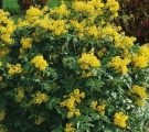 Virág Wallflowers évelő fajták a fotó, telepítése és gondozása növekvő