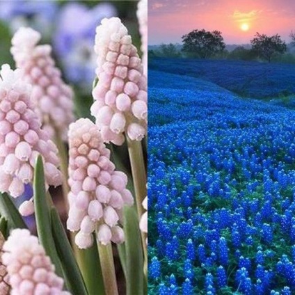 Muscari virágok (Muscari) fotók, ültetés és gondozás a nyílt terepen