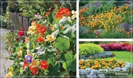 Virág egynyári - Könnyű telepítés és a gondozás, a helyszínen a kertben, ház és a szobanövények