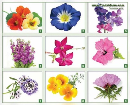 Virág egynyári - Könnyű telepítés és a gondozás, a helyszínen a kertben, ház és a szobanövények