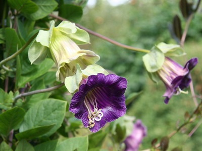 Virág Kobe Laza fotó, termesztés, ültetés és gondozás