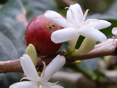 Flower fotó kávécserje és gondozás