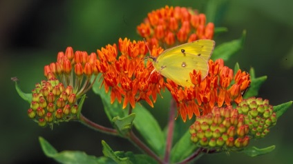 Selyemkóró virág vagy fotó asklepias ültetés és gondozás a nyílt területen videó a virág méh növény