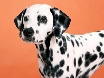 Dalmát fotó, kutya képek, gondozási tippek, kutya képzés