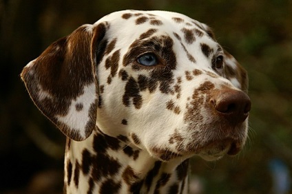 Dalmát fotó, kutya képek, gondozási tippek, kutya képzés