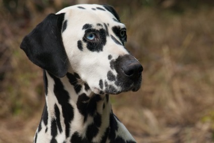 Dalmát képek és videók a kutyák tenyésztése leírása a standard és a természet ellátás dolmatina