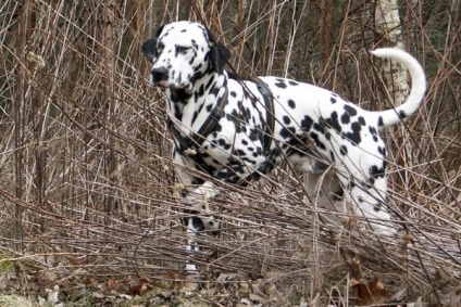 Dalmát képek és videók a kutyák tenyésztése leírása a standard és a természet ellátás dolmatina