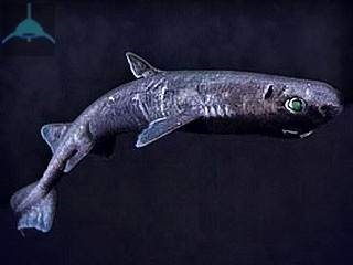 Dekoratív cápaakváriumával faj, a karbantartás és gondozás