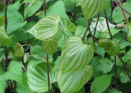 Wild Yam (Dioscorea bozontos) tulajdonságokat és alkalmazás a nők, ellenjavallatok kivonat (tulajdonságok) Wild Yam (Dioscorea bozontos) tulajdonságokat és alkalmazás a nők, ellenjavallatok kivonat