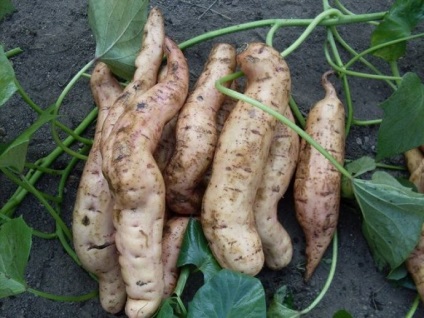 Wild Yam (Dioscorea bozontos) tulajdonságokat és alkalmazás a nők, ellenjavallatok kivonat (bozontos) Wild Yam (Dioscorea bozontos) tulajdonságokat és alkalmazás a nők, ellenjavallatok kivonat