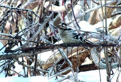 Megfigyelés Diary „takarmány madarak télen