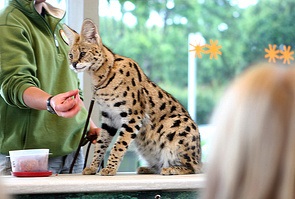 Serval otthoni (home) Főoldal szervál