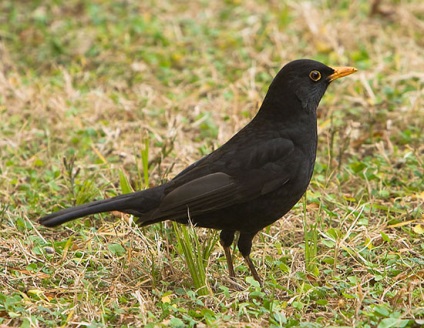 Blackbirds ének, fekete, Redwing és más típusainak leírása és feltételei fogva fogságban (fekete) Feketerigó énekelt, fekete, Szőlőrigó és egyéb típusainak leírása és fogvatartási körülmények fogságban
