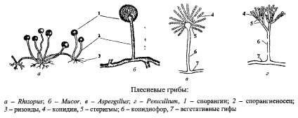 Élesztő egyfajta gomba