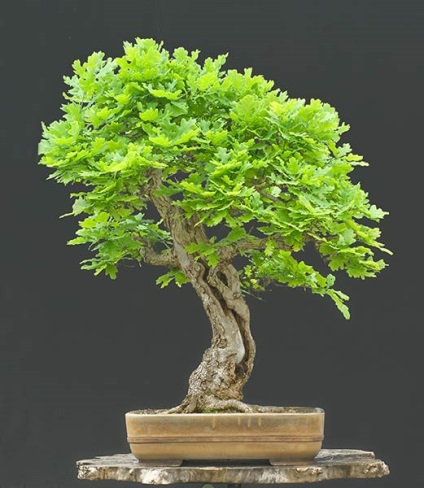 Tölgy (Quercus) bonsai bonsai műhely