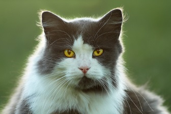 Kétszínű macska - jelek - kétszínű fajta macskák - szól macskák és macskák