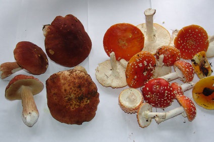 Egyél piros légyölő galóca (Amanita) Eszünk piros légyölő galóca