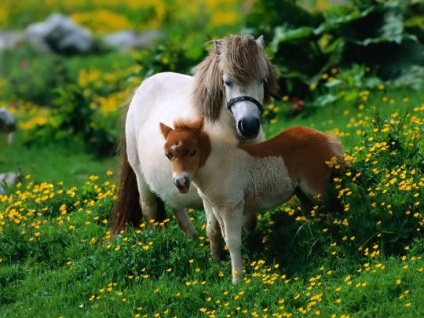 Elena Gromova „póni - ez ugyanaz a ló, csak egy kis növekedés”, a cikk