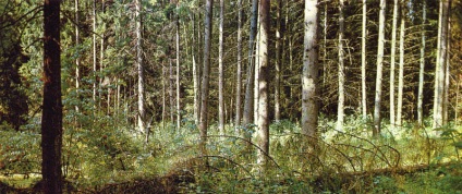 lucfenyő erdők