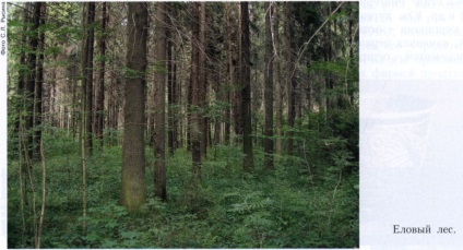 Lucfenyő erdők 1