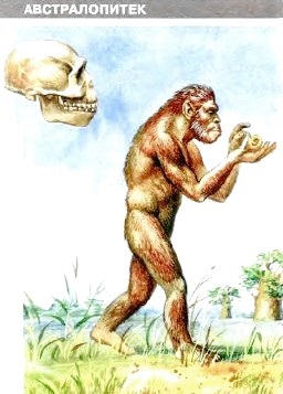 evolúció az ember