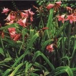 Ehium (Echium), egy hangulatos kert